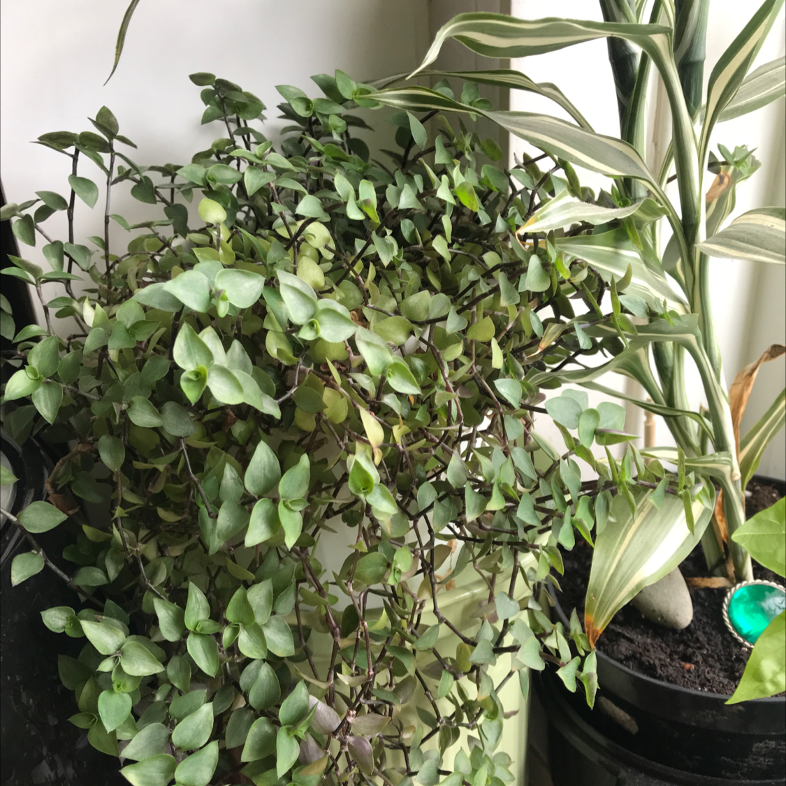 Creeping Inch Plant plant photo by @MummaMand named Dave on Greg, the plant care app.