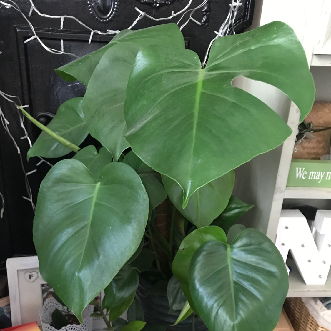 Monstera plant photo by @MummaMand named Mumma on Greg, the plant care app.