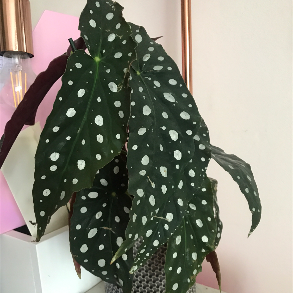 Polka Dot Begonia plant photo by @MummaMand named Dotty on Greg, the plant care app.
