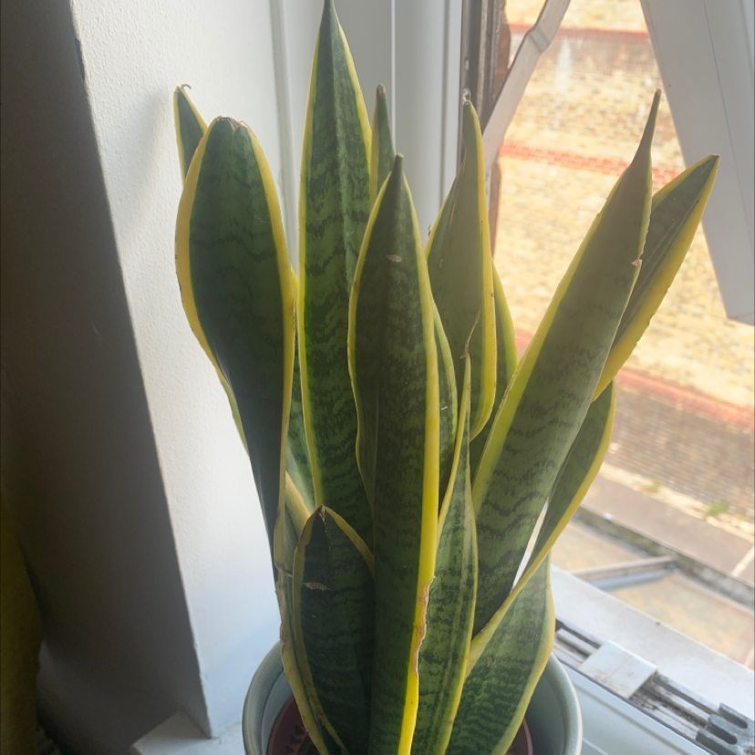 Snake Plant plant photo by @Zoehitchen named Susie on Greg, the plant care app.