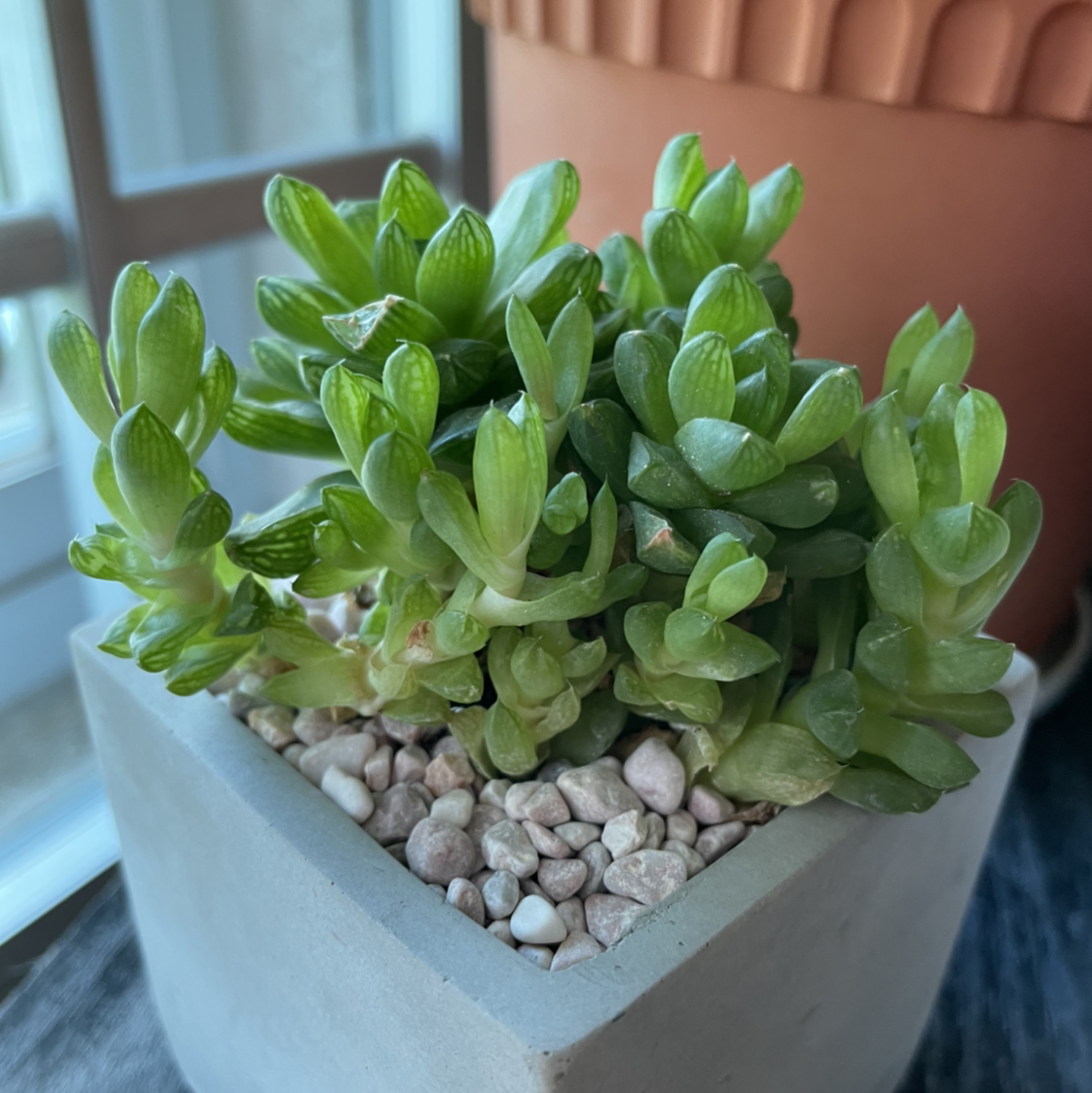 Healthy Cathedral Window Haworthia in a square pot with pebbles.
