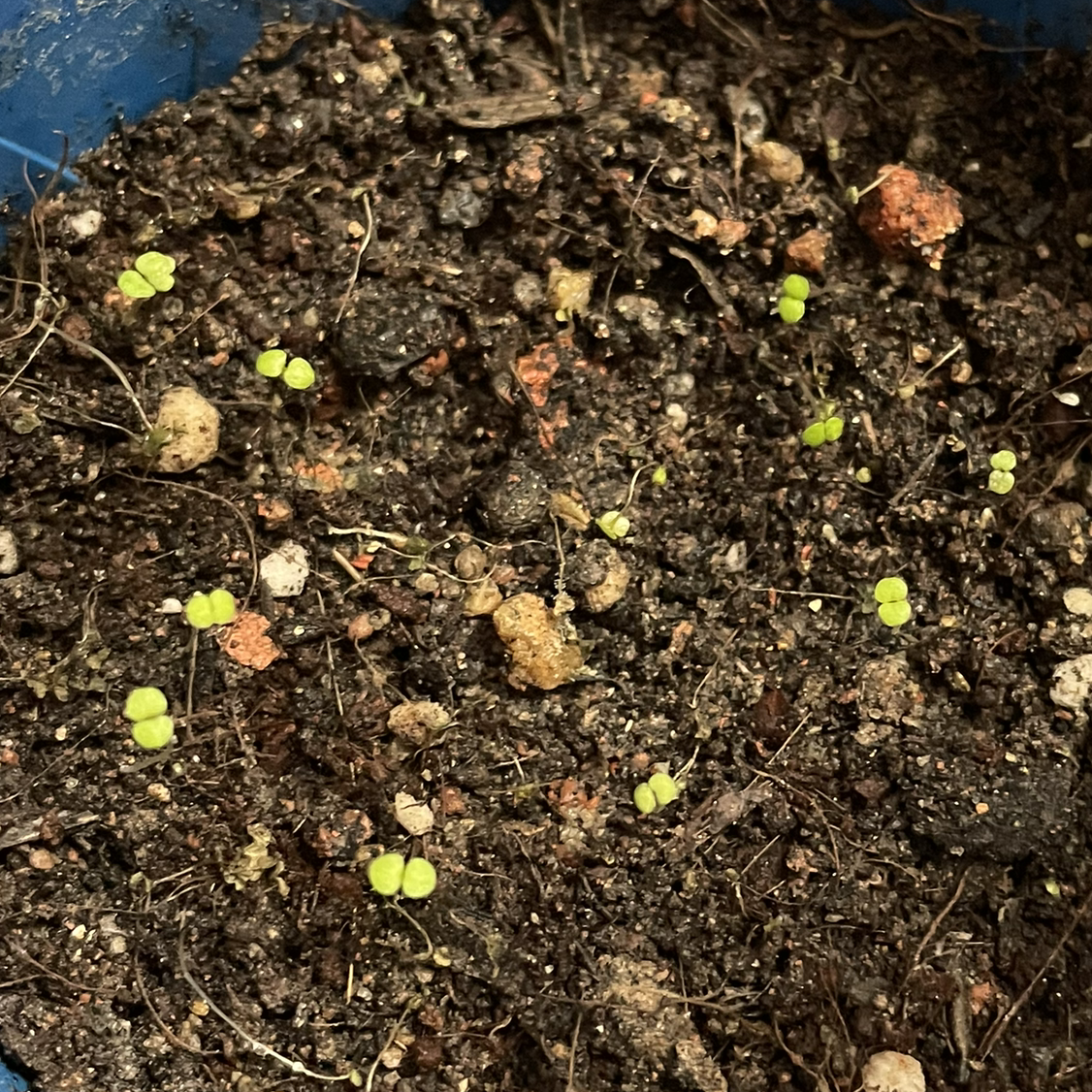 Spearmint plant photo by @char_lottieee named Spearmint on Greg, the plant care app.