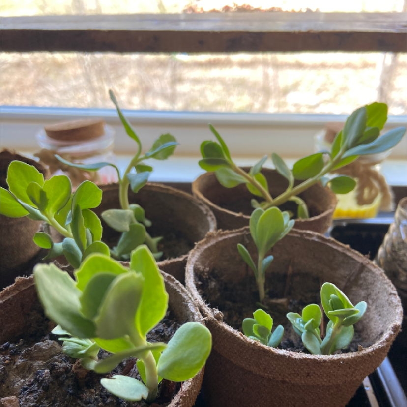 Potted succulent stonecrop plant with pale green spoon-shaped leaves in a ceramic pot with gravel topping on the soil surface.