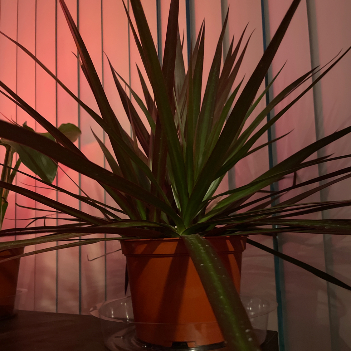Photo of the plant species Magenta Dragon Tree by @caitorin named da Vinci on Greg, the plant care app