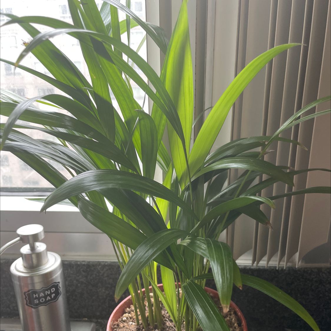 Healthy, vibrant green Areca Palm in a decorative pot by a window, with lush fronds and no signs of discoloration or disease.