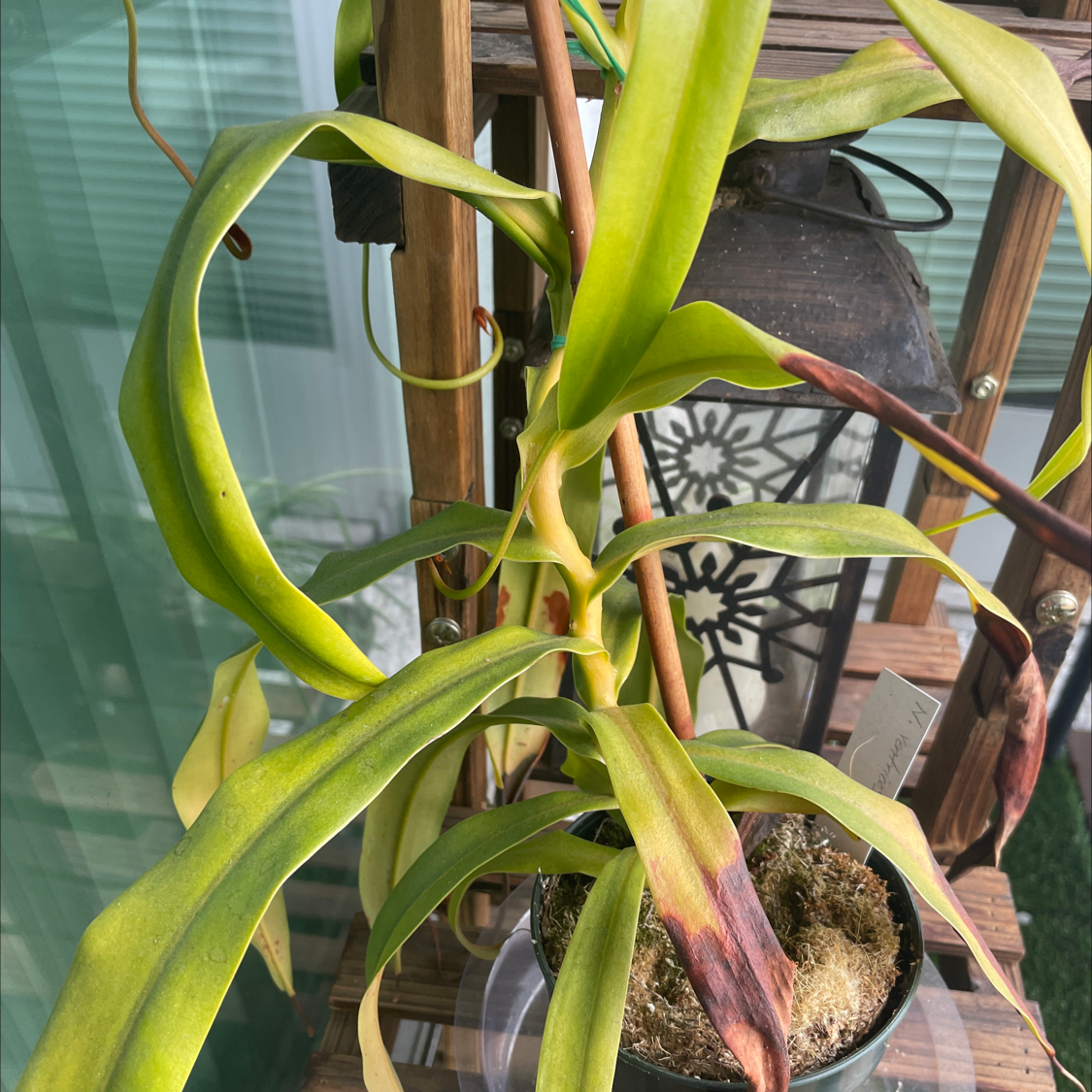 Tropical Pitcher Plant with browning leaf tips, potted on a wooden shelf with a lantern in the background.
