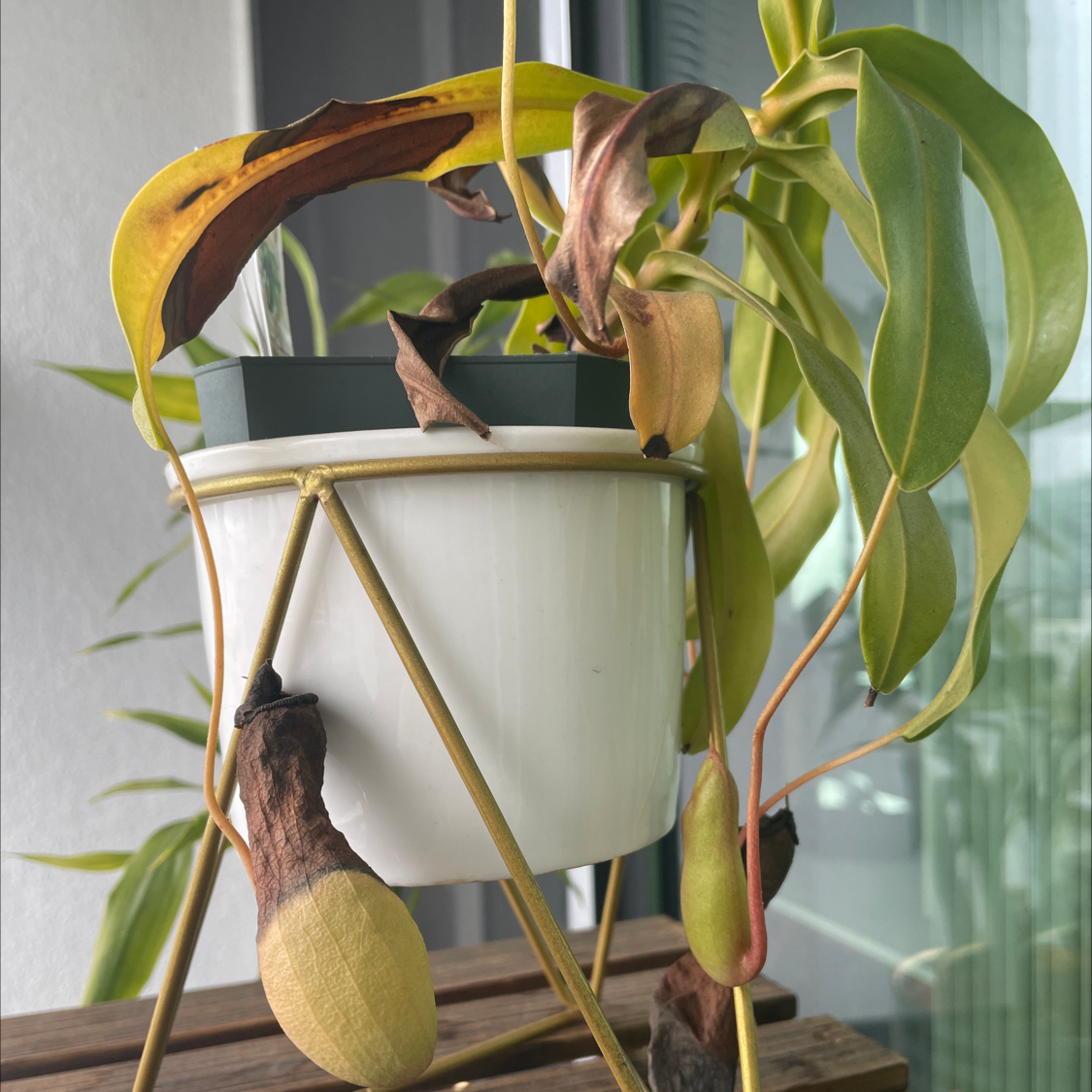 Common Tropical Pitcher Plant Problems 🪰