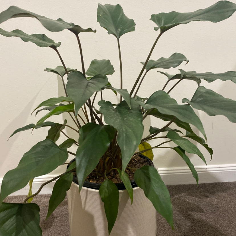 Photo of the plant species Red Arrow Leaf by Grace named arrowhead on Greg, the plant care app