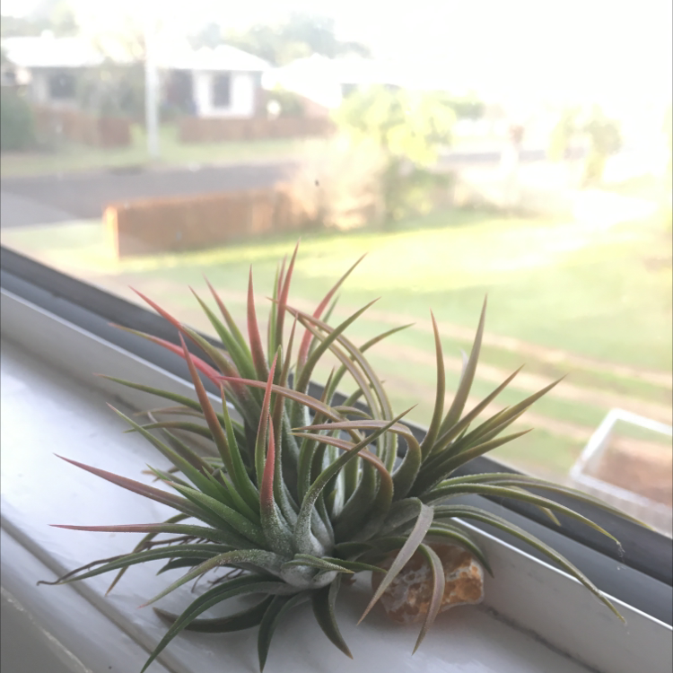 Blushing Bride Air Plant plant photo by @Anna-is-sexy named Foxxy on Greg, the plant care app.