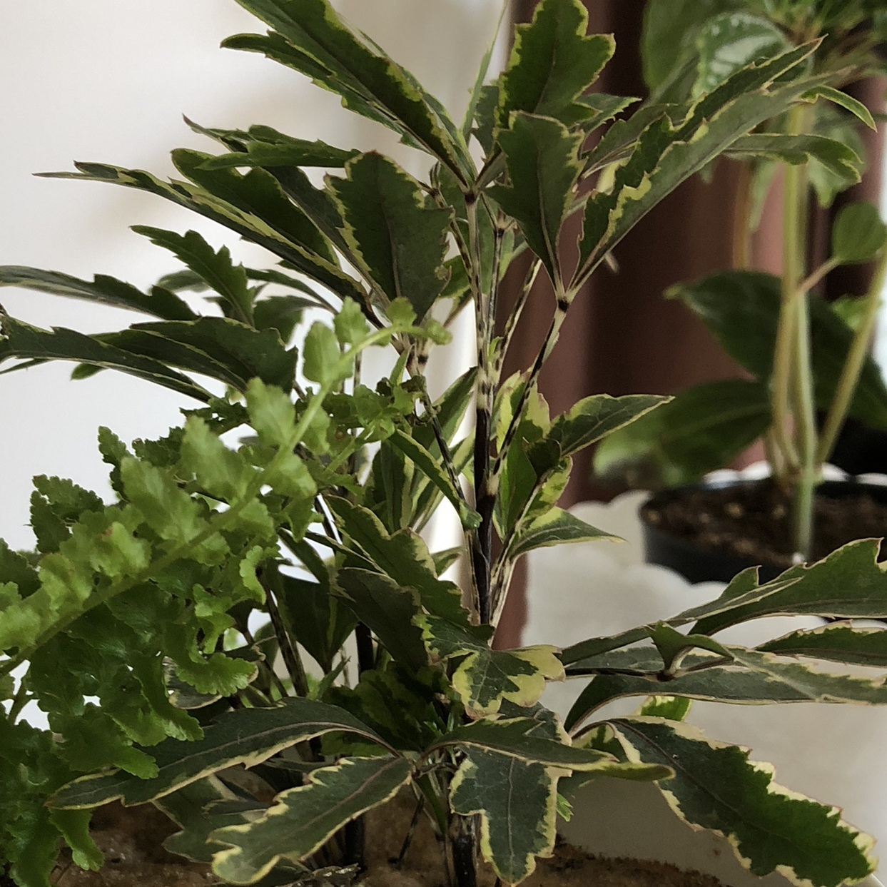 Photo of the plant species Aloe Firebird by Sarah named False aralia on Greg, the plant care app