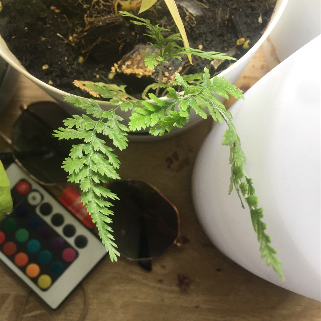 Black Spleenwort plant in a pot with visible soil and some browning on a leaf in the background.