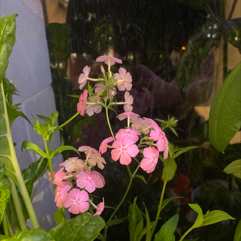 Garden Phlox plant photo by James named Pink Phlox on Greg, the plant care app.