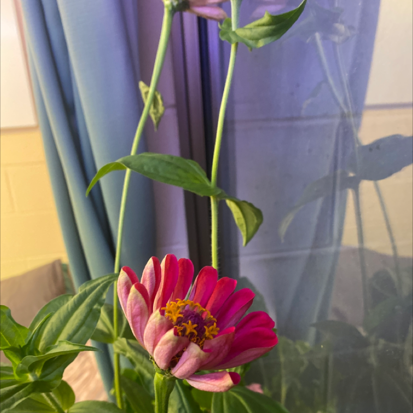 Common Zinnia plant photo by James named Zinnia on Greg, the plant care app.