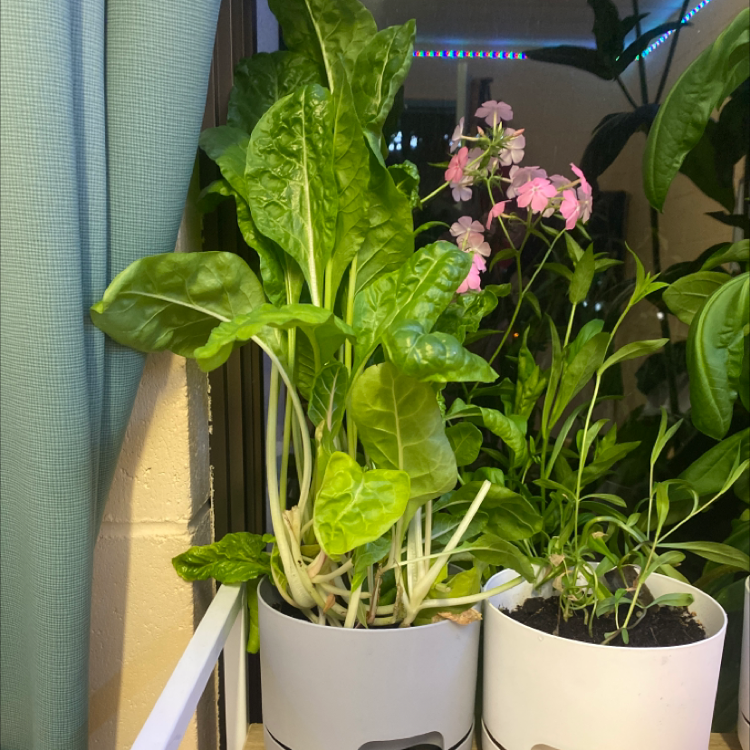 Photo of the plant species Silver Beet / Chard by James named Silver Pete on Greg, the plant care app