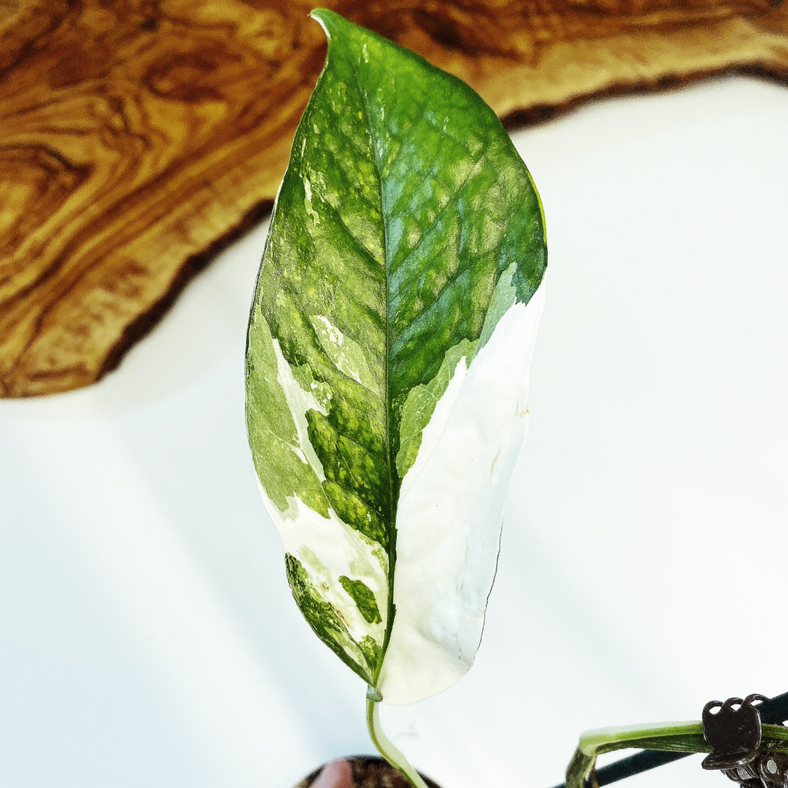 Leaf of an Albo Epipremnum Pinnatum with variegated green and white coloring.