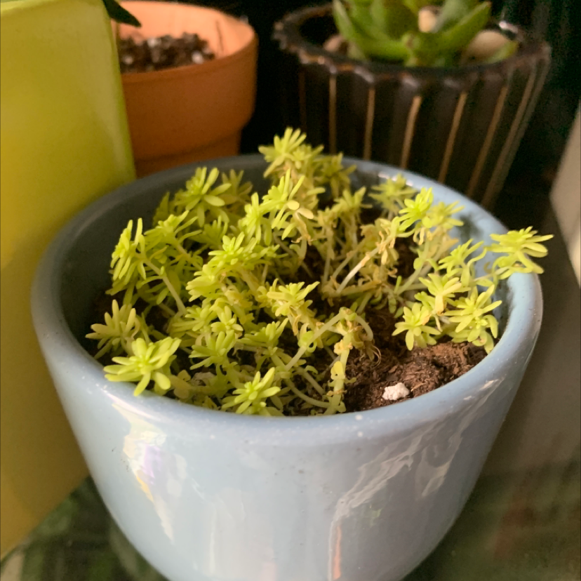 Photo of the plant species Spanish Stonecrop by @bridgetlaur named lynda on Greg, the plant care app