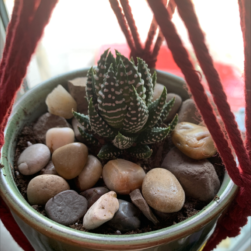 Zebra Plant plant photo by @bridgetlaur named howie on Greg, the plant care app.