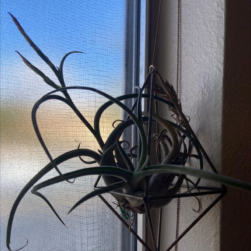 Medusa Head Air Plant near a window in a geometric holder, with some browning leaves.