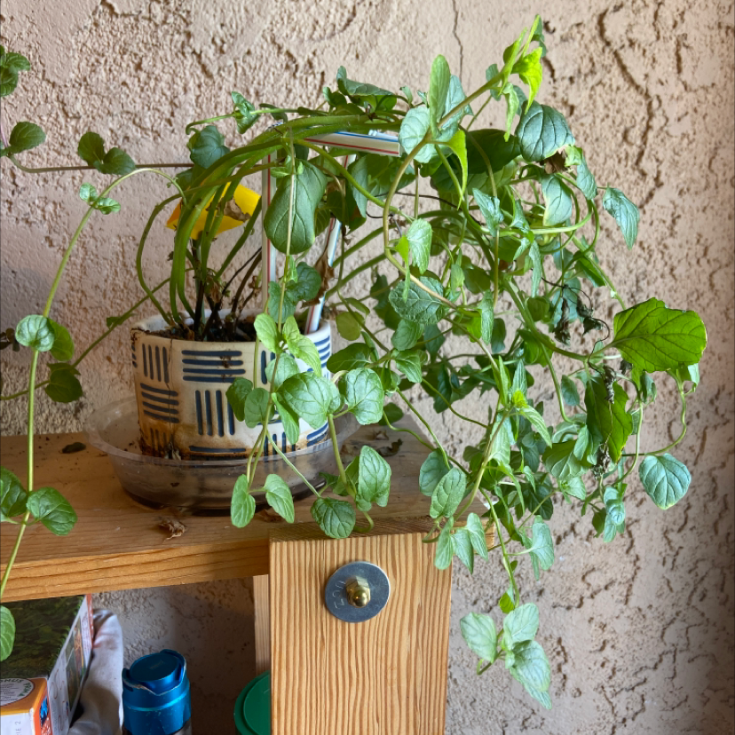 Potted spearmint plant on a wooden shelf with some yellowing leaves and a textured wall background.
