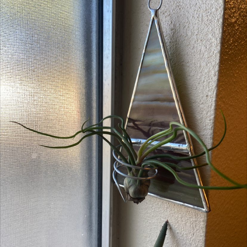 Medusa Head Air Plant mounted on a decorative holder near a window.
