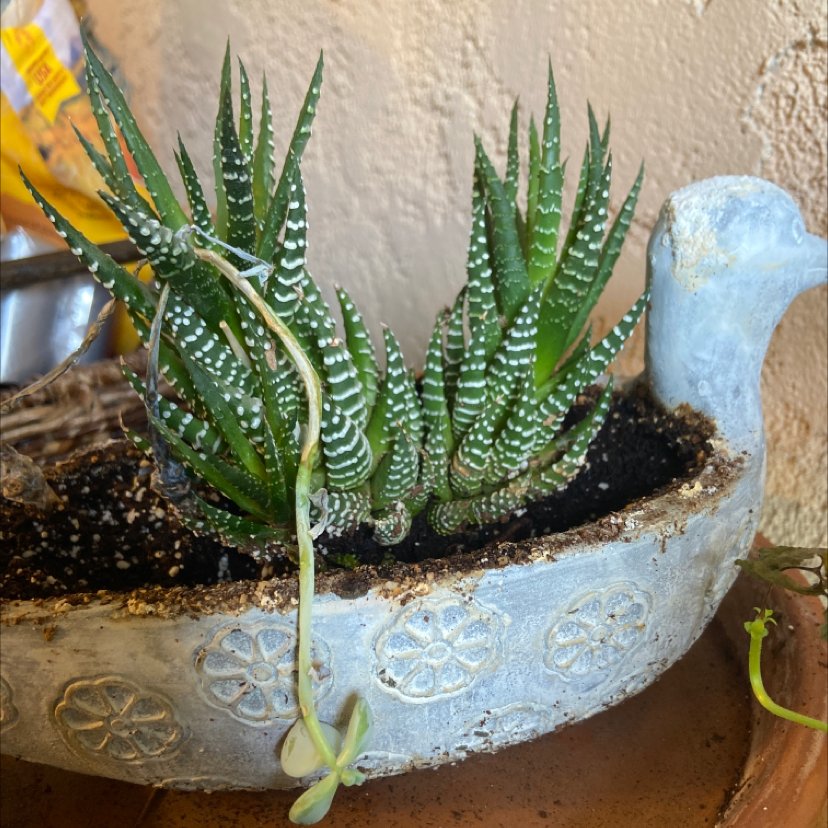 Close-up of a healthy Haworthia succulent plant with ridged green and white striped leaves in a blue ceramic pot, touched by a hand.
