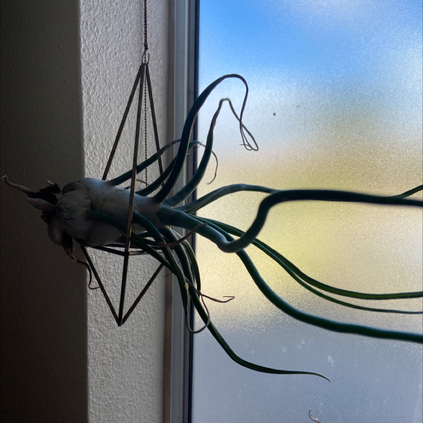 Medusa Head Air Plant hanging near a window, appearing healthy.