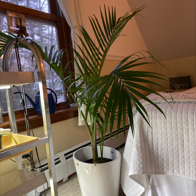 Healthy green majesty palm plant in a white ceramic pot, sitting on a countertop in front of a window.