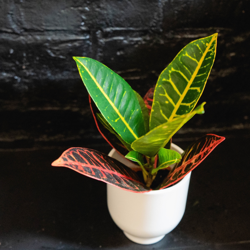 Photo of the plant species Croton 'Petra' by @annie. named Petra on Greg, the plant care app