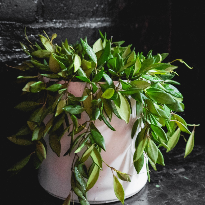 Hoya bilobata plant in a white pot with vibrant green leaves.