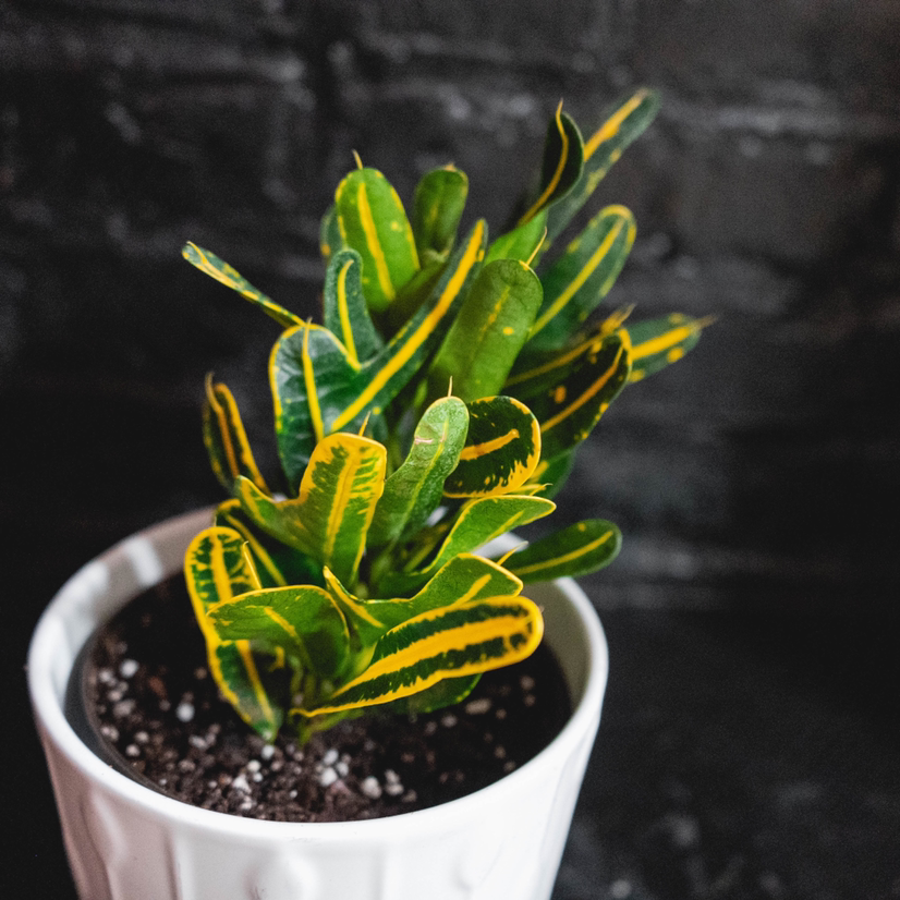 Photo of the plant species Banana Croton by @annie. named Baesil on Greg, the plant care app