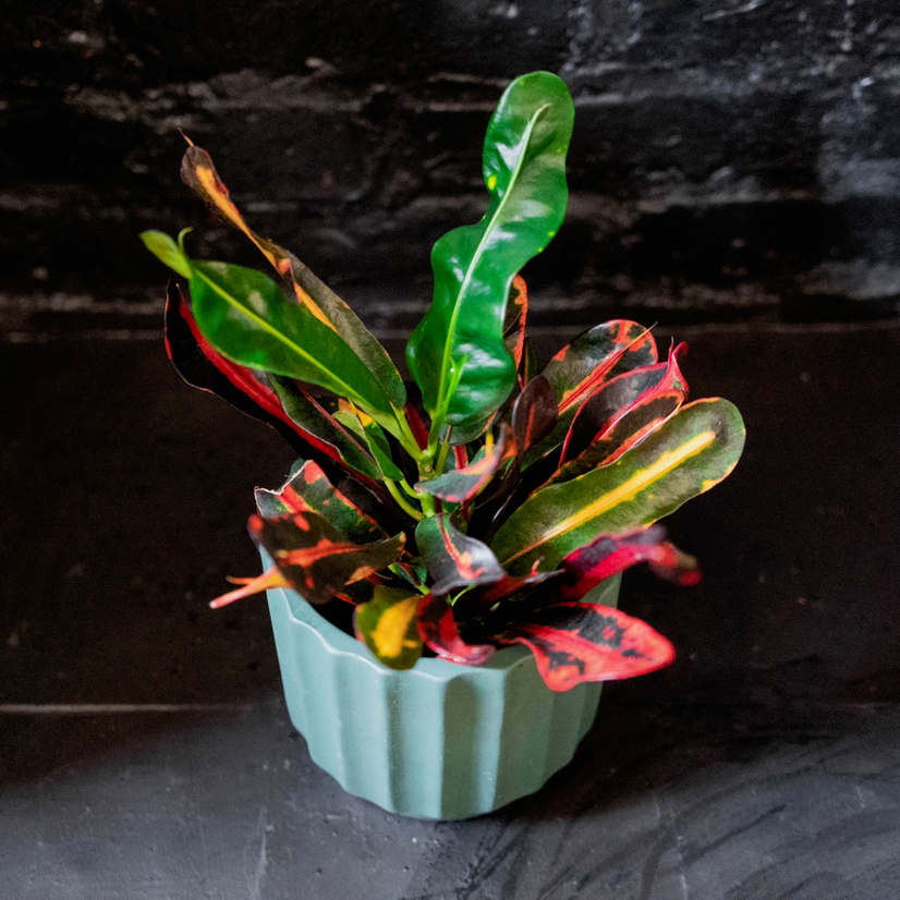 Propagating Croton Mammy StepbyStep Guide