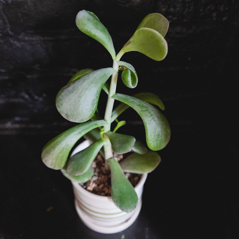 A healthy Pig's Ear plant in a white pot with thick, fleshy leaves.