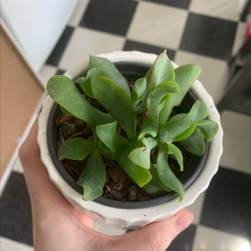 Ripple Jade plant photo by @annie. named Diana on Greg, the plant care app.