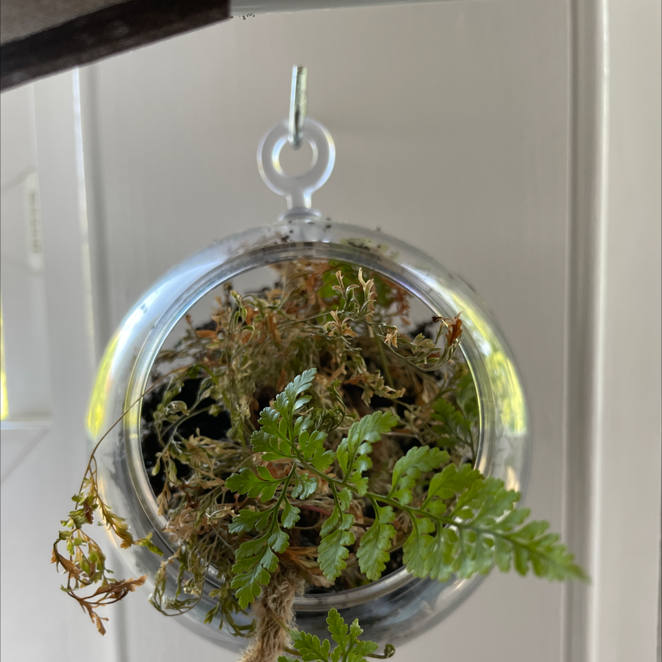 Leatherleaf Fern in a hanging glass container with some browning fronds.