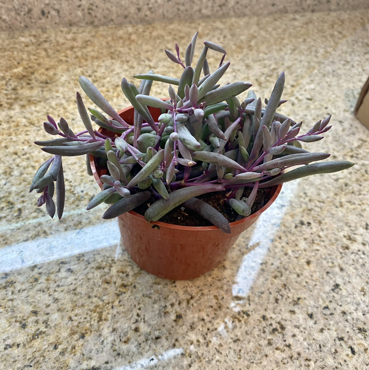 Potted String of Pickles succulent with elongated leaves on a granite countertop.