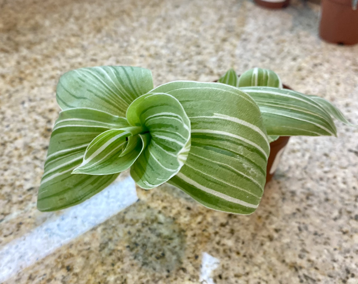 Tradescantia albiflora 'Albovittata' plant with variegated leaves on a granite surface.