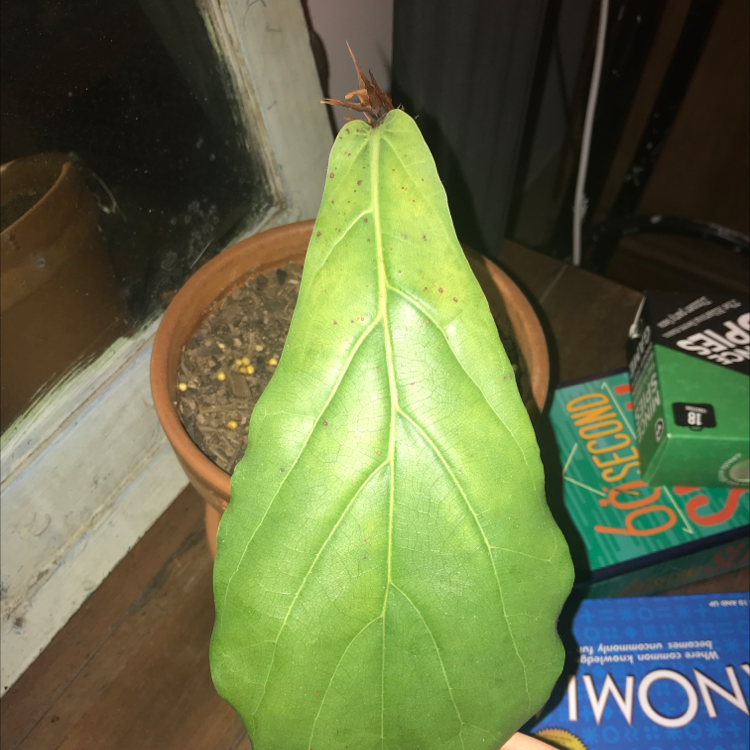 Fiddle Leaf Fig plant photo by Caz named Extra dying fiddle on Greg, the plant care app.