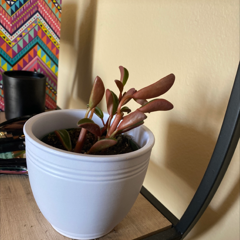 Potted Peperomia 'Ruby Cascade' plant with vibrant leaves in a white pot.