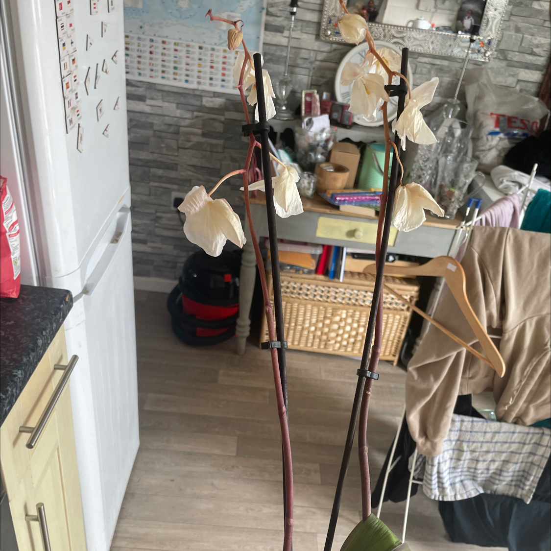 Photo of the plant species dove-tree by @Iamtheo.o named Orchard the orchid on Greg, the plant care app