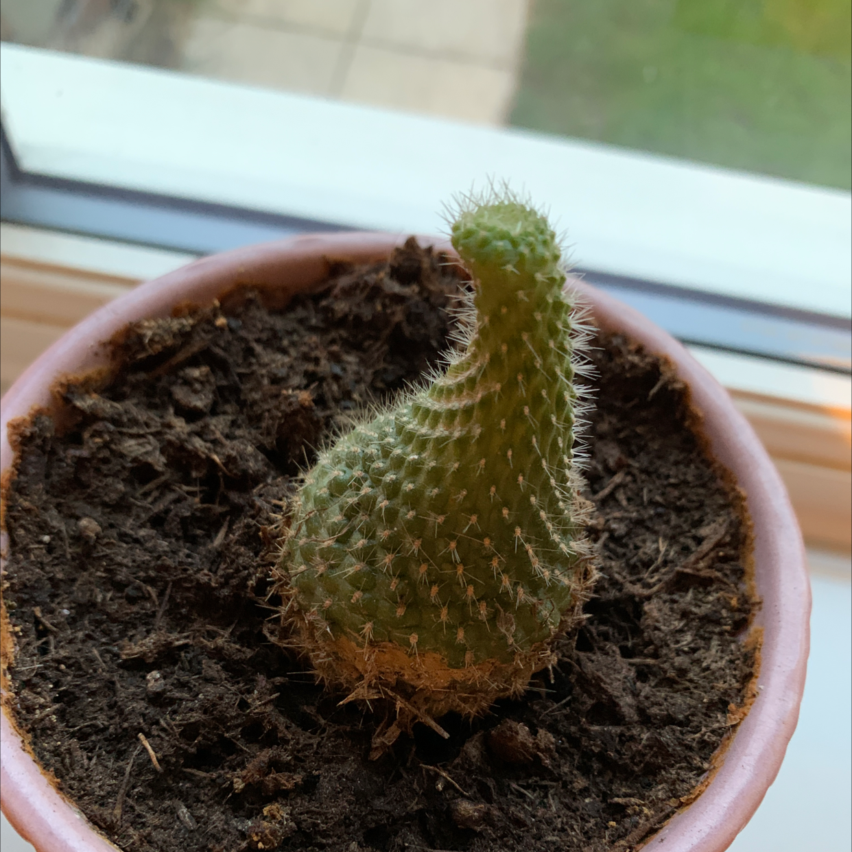 Photo of the plant species Hooked Cactus by @Lornza23 named Fernie Mac on Greg, the plant care app