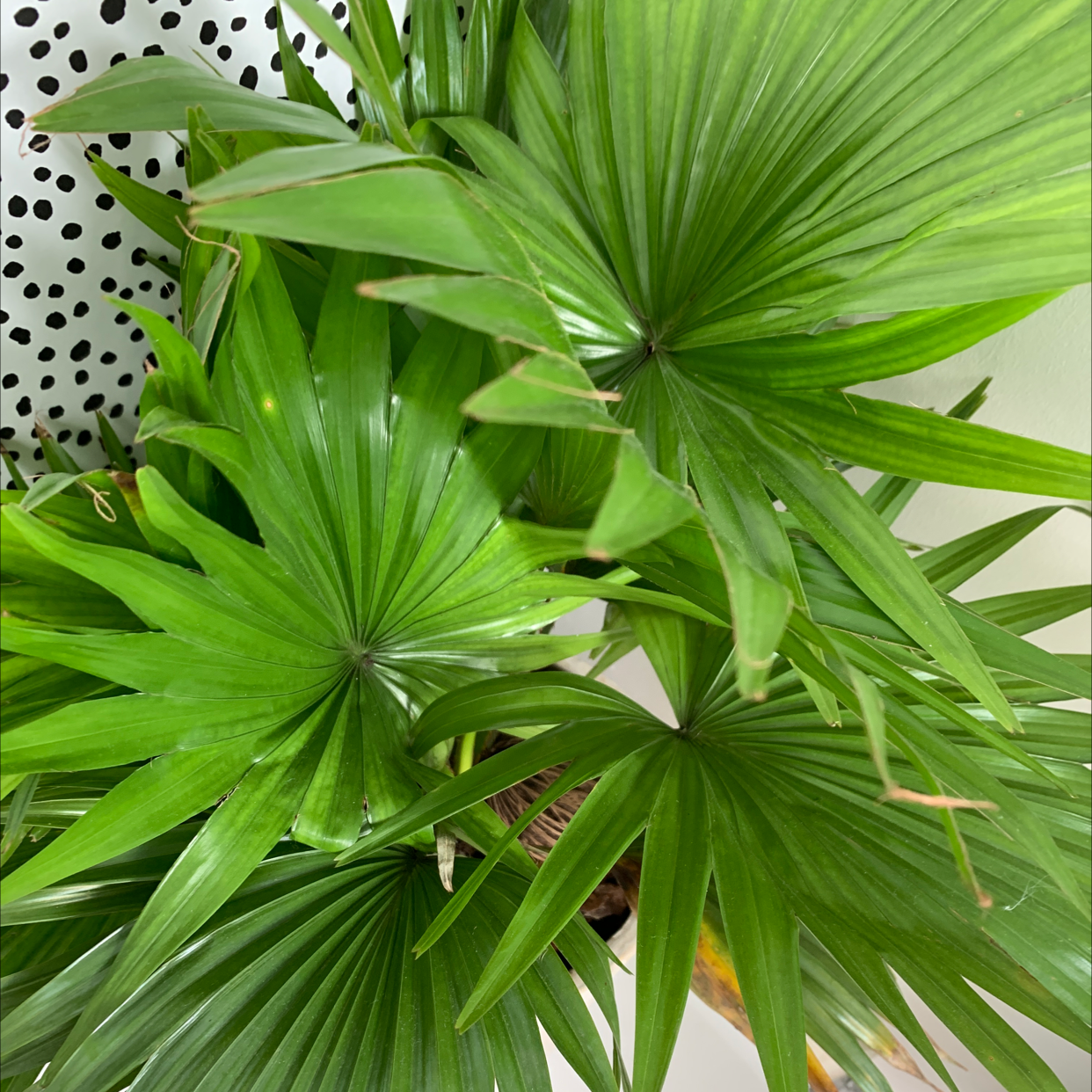 Photo of the plant species Fountain Palm by @Lornza23 named Captain Plant-it on Greg, the plant care app