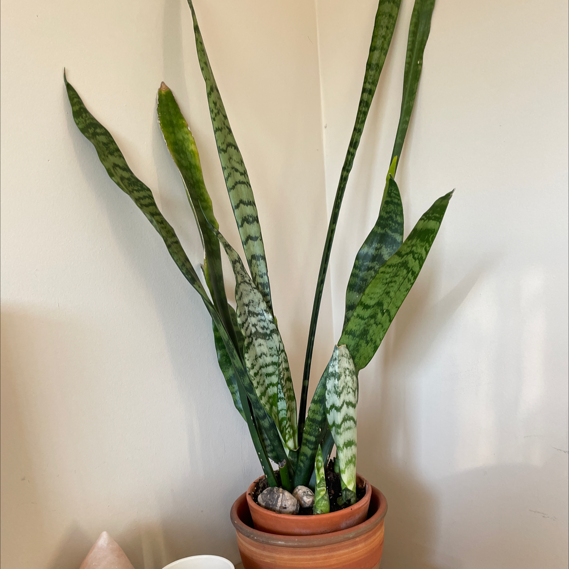 Snake Plant plant photo by Alex named Monique on Greg, the plant care app.