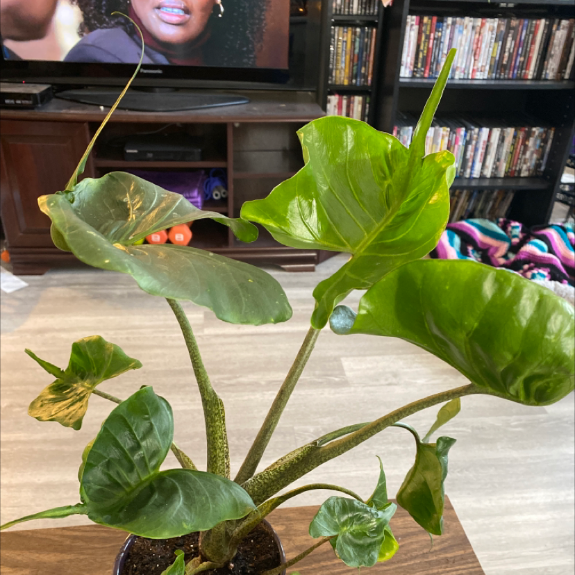 Stingray Elephant Ear plant with large green leaves, background includes a television and bookshelf.