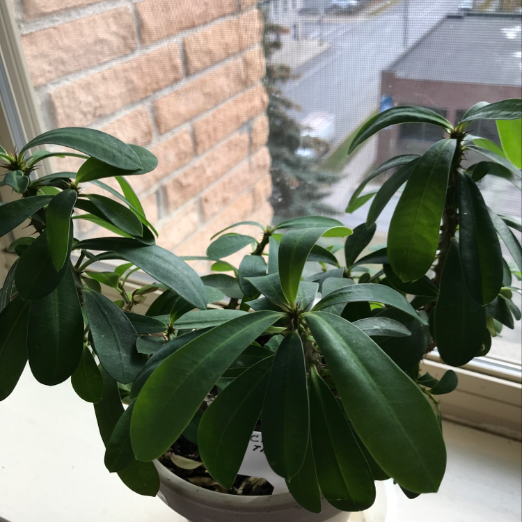 Healthy potted Crown of Thorns plant with glossy green leaves on a windowsill, showing new growth and no signs of discoloration or disease.