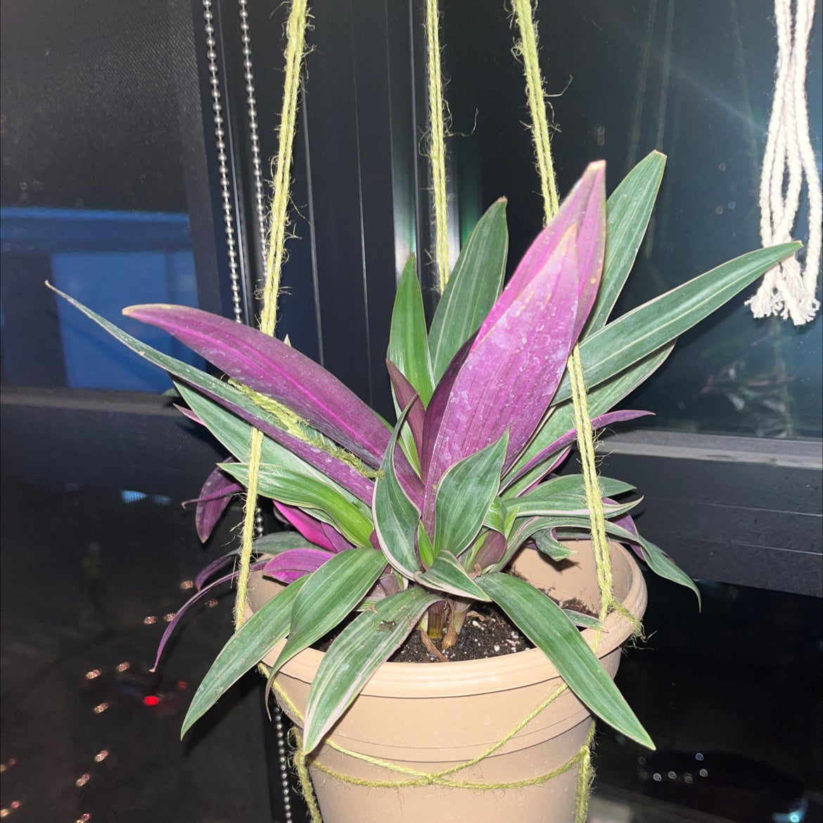 Moses-in-the-Cradle plant photo by @Morgs named Purple Haze on Greg, the plant care app.