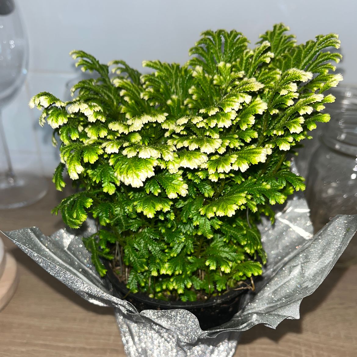 Club Moss plant photo by @Morgs named Frosty on Greg, the plant care app.