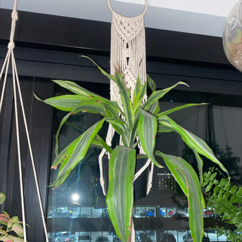 Cornstalk Dracaena plant photo by @Morgs named Baby Corn on Greg, the plant care app.