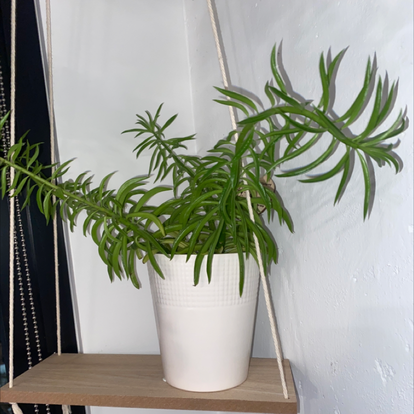 Pincushion Peperomia plant photo by @Morgs named Daddy long legs on Greg, the plant care app.