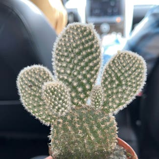 Bunny Ears Cactus plant in Chicago, Illinois