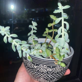 String of Buttons plant in Chicago, Illinois